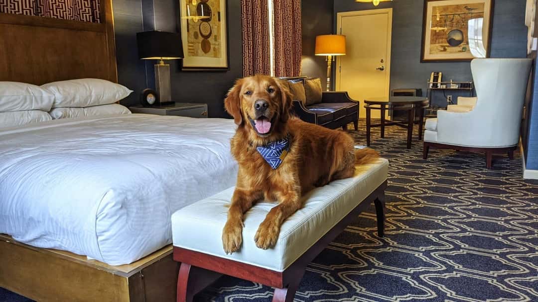 Best Pet Friendly Getaways Near Pune & Mumbai