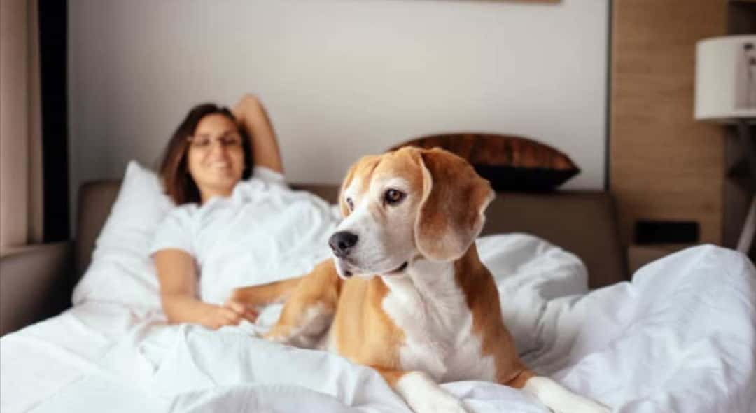 How to Choose the Right Pet Friendly Villas Near Mumbai?