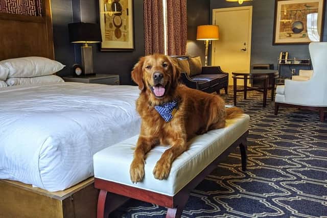 Best Pet Friendly Getaways Near Pune & Mumbai