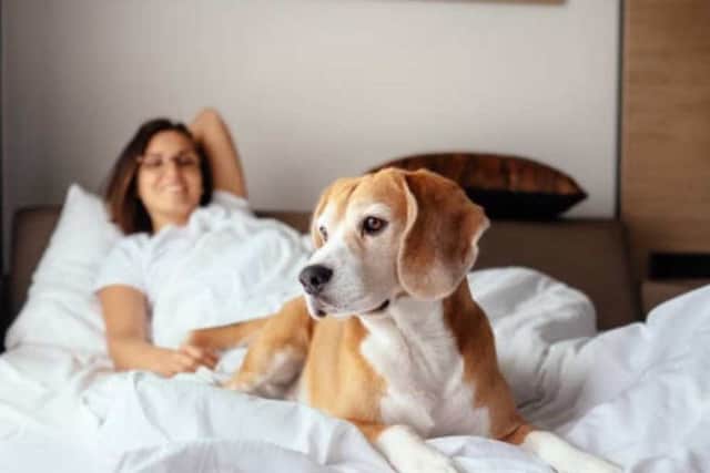 How to Choose the Right Pet Friendly Villas Near Mumbai?